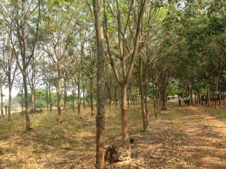 โรงเรือนปศุสัตว์หลุดจำนอง ธ.ธนาคารกรุงเทพ คำพอุง โพธิ์ชัย ร้อยเอ็ด