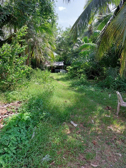 ที่ดินหลุดจำนอง ธ.ธนาคารกรุงเทพ เขาขาว ห้วยยอด ตรัง