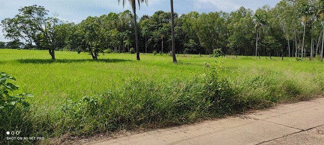 ที่ดินหลุดจำนอง ธ.ธนาคารกรุงเทพ วังแดง ตรอน อุตรดิตถ์
