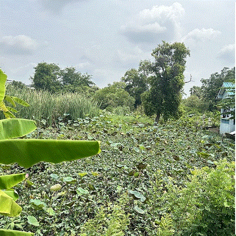 ที่ดินหลุดจำนอง ธ.ธนาคารกรุงเทพ คลองหนึ่ง คลองหลวง ปทุมธานี