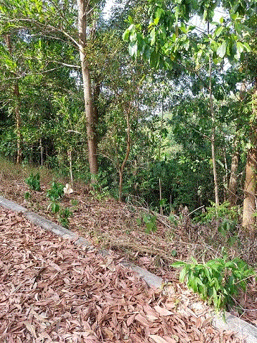 ที่ดินหลุดจำนอง ธ.ธนาคารกรุงเทพ กะทู้ กะทู้ ภูเก็ต