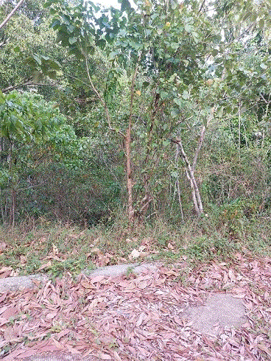 ที่ดินหลุดจำนอง ธ.ธนาคารกรุงเทพ กะทู้ กะทู้ ภูเก็ต