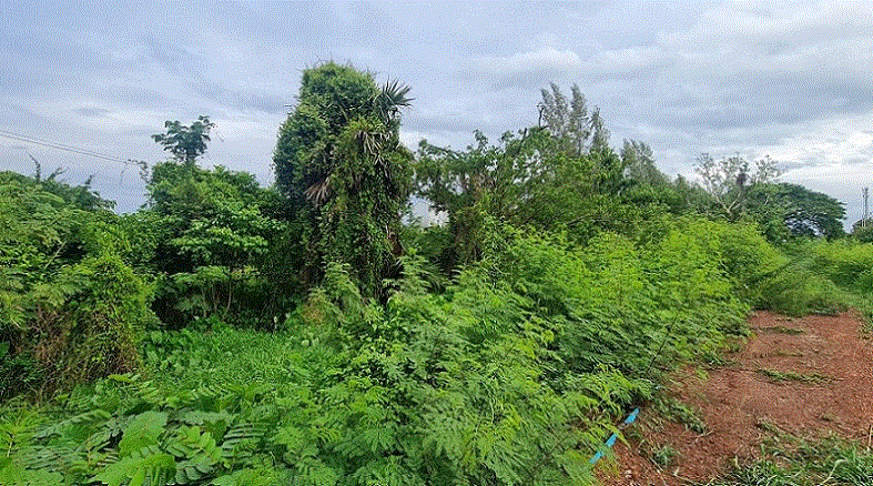 ที่ดินหลุดจำนอง ธ.ธนาคารกรุงเทพ ท่าช้าง พรหมพิราม พิษณุโลก